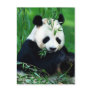 Panda Eating Leaves Postcards