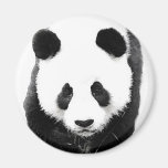 Panda Fridge Magnets