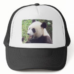 Panda hats