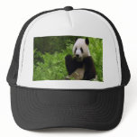 Panda hats