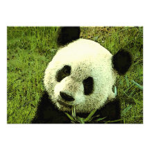 Panda Invitation