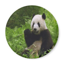 Panda Magnets