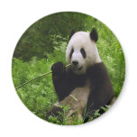Panda magnets