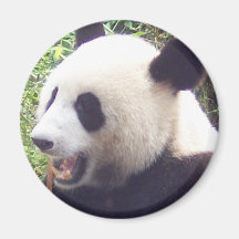 Panda Magnets