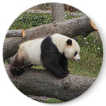 Panda on Log buttons