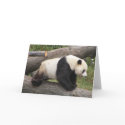 Panda on Log cards