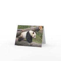 Panda on Log Cards