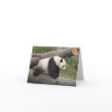 Panda on Log cards
