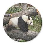 Panda on Log magnets