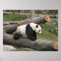Panda on Log posters