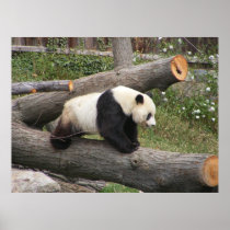 Panda on Log Print