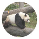 Panda on Log stickers
