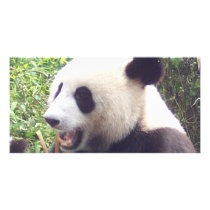Panda Customized Photo Card