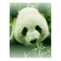 Panda postcards