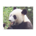 Panda postcards