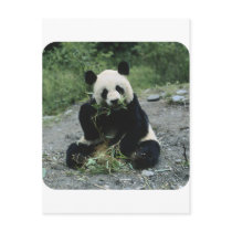 Panda Postcards