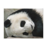 Panda postcards