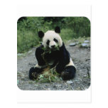 Panda Postcards