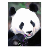 Panda postcards