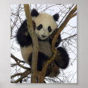 Panda posters