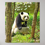 Panda Posters