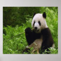 Panda posters