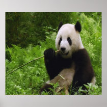 Panda Poster