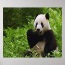 Panda Poster