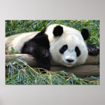 PANDA POSTERS