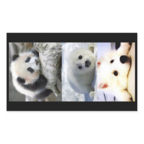 Panda-Seal-Mini American Eskimo Rectangular Stickers