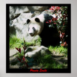 Panda Smile posters