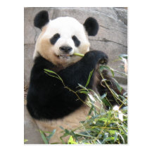 Panda Snack Postcards