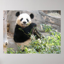 Panda Snack Posters