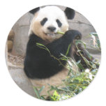 Panda Snack