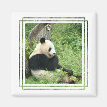 Panda Square Magnet