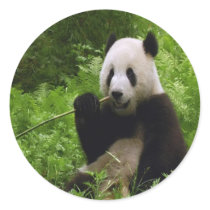 Panda Stickers