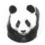 Panda Stickers