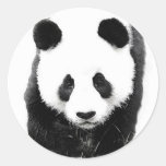 Panda Stickers