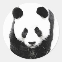 Panda Stickers