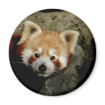 Panda watch magnets