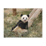 PandaM001