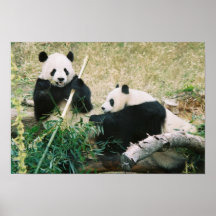 Pandas (3) Poster