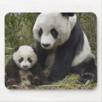 pandas