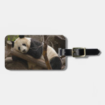 PandaSD003