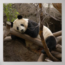 PandaSD003