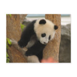 PandaSD009