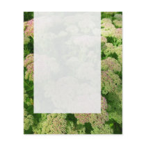 Panel 0108 - Sedum "Autumn Joy"