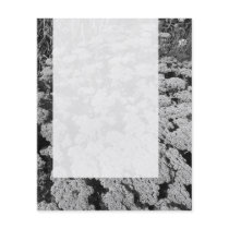 Panel 0109 - Sedum "Autumn Joy" (B&W)
