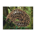 Pangolin Postcards