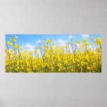 Panorama of beautiful rape fields close up against posters